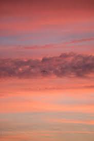 See more ideas about sunset background, sunset, background. Seagull On Sunset Background By Sky Blue Creative