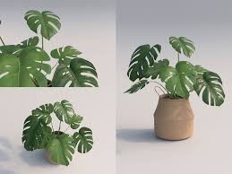Vysledek Obrazku Pro Monstera Plant Plants Plant Drawing Monstera