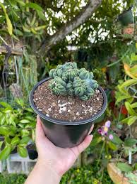 Image result for Senecio forbesii