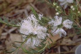 Plants that will tolerate more shade are designated with an *. Melaleuca Thymifolia White Lace 1m High Will Tolerate Shade But Flowers Best In Sun Australian Native Garden Australian Native Plants Melaleuca