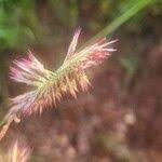 Image result for Harpachne schimperi