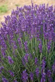 Lavender colored flowers hd wallpapers on picsfair.com. 330 Best Plants Color Lavender Lilac Violet Ideas Plants Planting Flowers Flower Garden