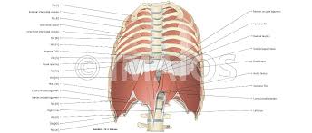 The rib cage has three important functions: Thoracic Wall And Breast Illustrations