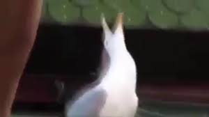 Trecutul neștiut al annei lesko. Meme Floricica Dansatoarea Youtube