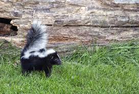 While related to polecats and other members of the weasel family, skunks have as their closest old world relatives the stink badgers. Skunks Have A Stinky Reputation But Here S Why You May Want To Keep One Around