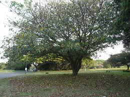 Image result for Ficus lutea