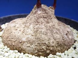 Image result for Adenia goetzei