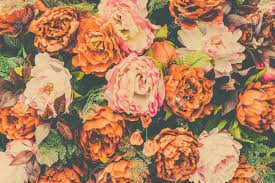 A vintage photograph of a flower in full bloom. Beautiful Vintage Flower Background Vintage Filter Effect Stock Photo Picture And Royalty Free Image Image 40646981