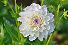 Image result for Dahlia sp. (cultivar)