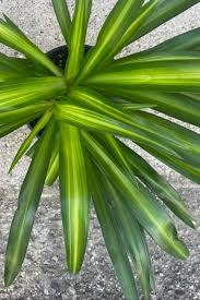 Image result for Chlorophytum stolzii