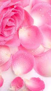 Imgur Com Pink Wallpaper Girly Beautiful Rose Flowers Pink Wallpaper
