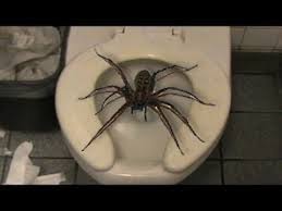 Image result for spiders.