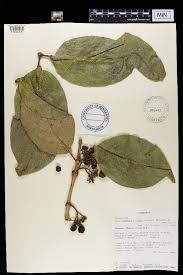 Image result for Multidentia crassa