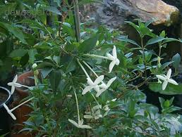 Image result for Bouvardia longiflora