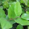 Evergreen huckleberry is a plant that can be found in the game. 1