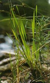 Image result for Xyris natalensis