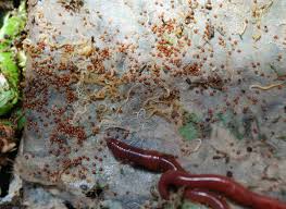I suspect that i ate contaminated food (salads). Worm Composting System Red Worms Composting Worm Composting Bins