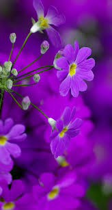 We have 52+ background pictures for you! Purple Flower Wallpaper Flower Purple Wallpaper Floriculturas Flores Roxas Florais De Saint Germain