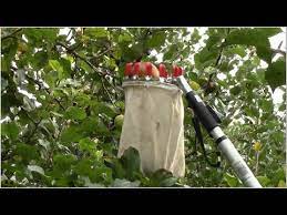 We did not find results for: How To Pick Fruit High Up On Trees Youtube