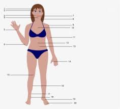 Female anatomy includes the external genitals, or the vulva, and the internal reproductive organs. Human Body Cartoon Female Women Body Vector Png Transparent Png Kindpng