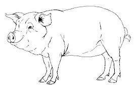 Realistic Pig Drawing Google Search Realistic Drawings Pig Drawing Pig Illustration