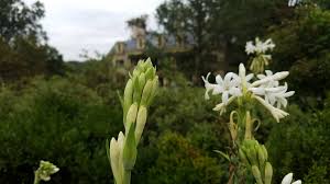 Image result for Polianthes tuberosa