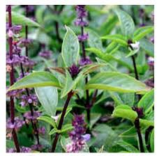 Image result for Ocimum urundense