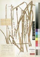 Image result for Scleria bulbifera