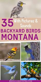 Image result for Passerina montana