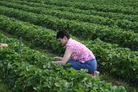 This material is based upon work that is supported by the national institute of food and agriculture, u.s. How To Operate A Strawberry U Pick During The Covid 19 Pandemic Fruit Growers News