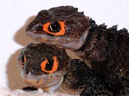 Crocodile skink for sale near me. Scottishexoticreptilesforum Co Uk This Website Is For Sale Scottishexoticreptilesforum Resources And Pet Lizards Red Eyed Crocodile Skink Crocodile Skink