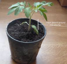 Grow determinate varieties of tomatoes if you're short of space or growing tomatoes in containers. When And How To Sow Tomato Seed
