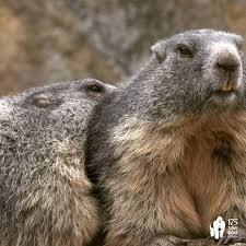 Pin On Tierbabys Tierkinder Wallpapers Tiere Animals Wallpapers