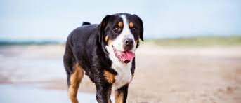 We strive to breed happy, healthy swissies that are wonderful examples of the breed. Greater Swiss Mountain Dog All About Dogs Orvis