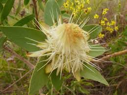 Image result for Protea welwitschii