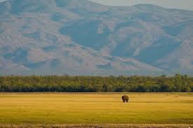 Image result for Cordia mukuensis