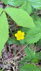Image result for Potentilla simplex