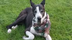 You will need to pay attention to the right diet for dane puppies as they need large breed puppy food to ensure they talk to other great dane owners, reputable breeders, and rescue groups to learn more. Great Dane Rescue Of South Florida Home Facebook