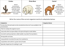 This reading comprehension worksheet teaches students about animal adaptations, then asks them questions about what they just read. Adaptation Worksheet Revision Aid Teaching Resources