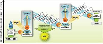 Photosynthesis A Level Light Dependent Reactions Plant Science Light Independent Reactions Photosynthesis