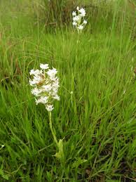 Image result for Habenaria kilimanjari