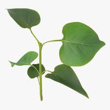 Branch With Leaves 3d Model Http Www Turbosquid Com 3d Models Branch Leaves 2 3d C4d 927705 Referral 3d Molier Inter 3d Model Aesthetic Painting Plant Leaves