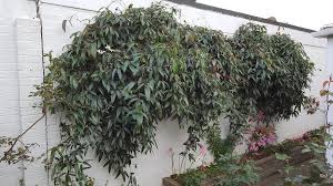 Check spelling or type a new query. Is Clematis Armandii Self Clinging The Garden Of Eaden