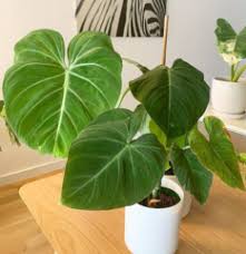 Philodendron Gloriosum Care Tips Philodendron Plant Philodendron Plant Care