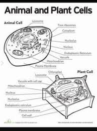 You are on page 1of 1. A Venn Diagram On Plant And Animal Cell Brainly In