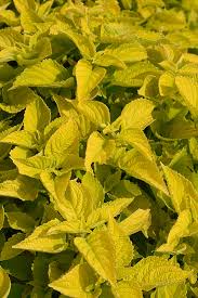 Image result for Coleus hereroensis