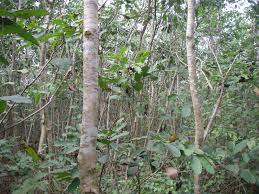 Image result for Anthonotha macrophylla