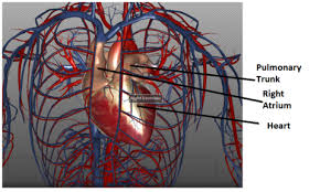 Image result for how the heart works