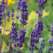 Commonly used for perfumes, sachets, and oils. Lavandula Angustifolia