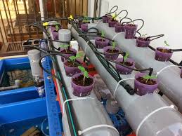 Bagi memulakan projek ternakan udang galah, penternak perlu pastikan tapak tanah yang dipilih sesuai dengan jenis ternakan yang hendak dibuat. Aquaponic Dan Apa Hebatnya Sistem Ini Dalam Ternakan Air Carigold Forum